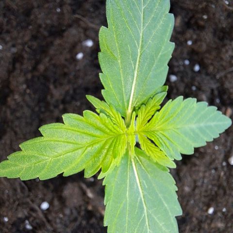 Amnesia Haze Automatic growlog timeline photo