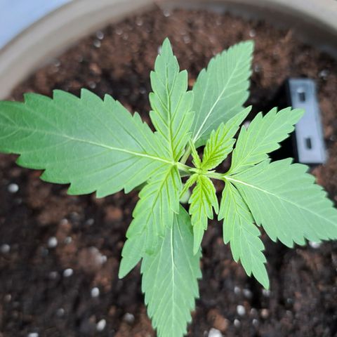 Amnesia Haze Automatic growlog timeline photo