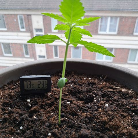 Amnesia Haze Automatic growlog timeline photo