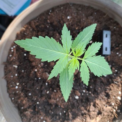 Amnesia Haze Automatic growlog timeline photo