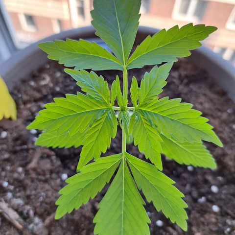 Amnesia Haze Automatic growlog timeline photo