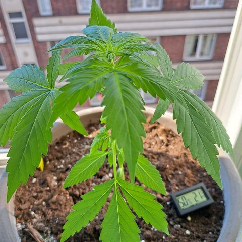 Amnesia Haze Automatic growlog timeline photo