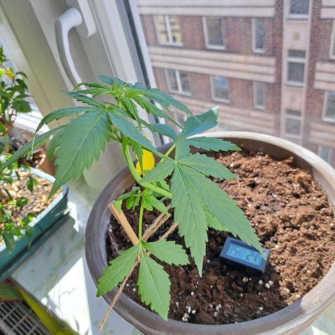 Amnesia Haze Automatic growlog timeline photo