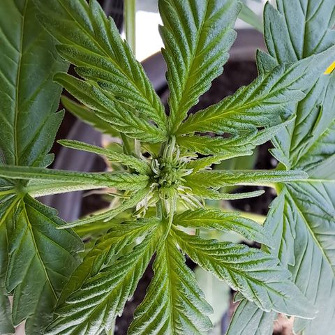 Amnesia Haze Automatic growlog timeline photo