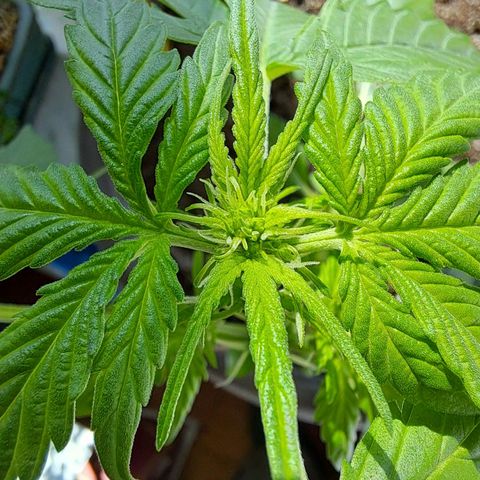 Amnesia Haze Automatic growlog timeline photo