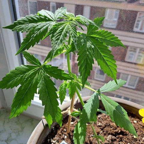 Amnesia Haze Automatic growlog timeline photo