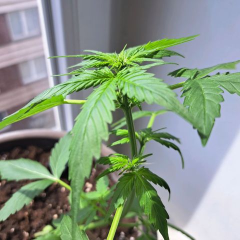 Amnesia Haze Automatic growlog timeline photo