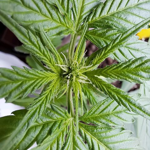 Amnesia Haze Automatic growlog timeline photo