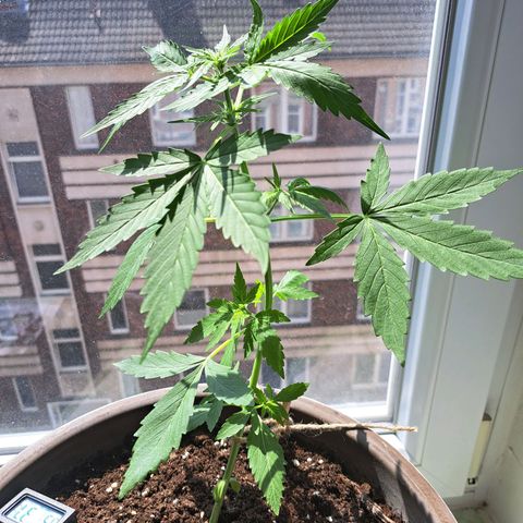Amnesia Haze Automatic growlog timeline photo
