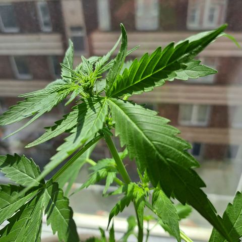 Amnesia Haze Automatic growlog timeline photo