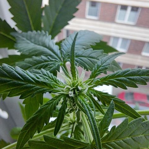 Amnesia Haze Automatic growlog timeline photo