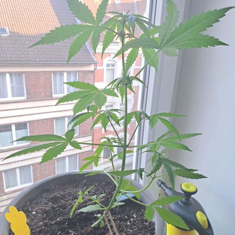 Amnesia Haze Automatic growlog timeline photo