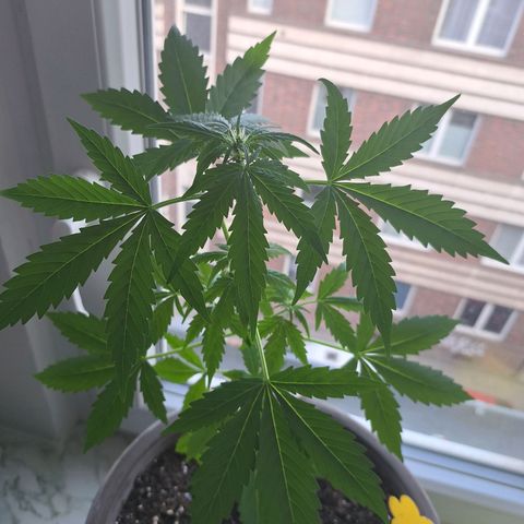 Amnesia Haze Automatic growlog timeline photo