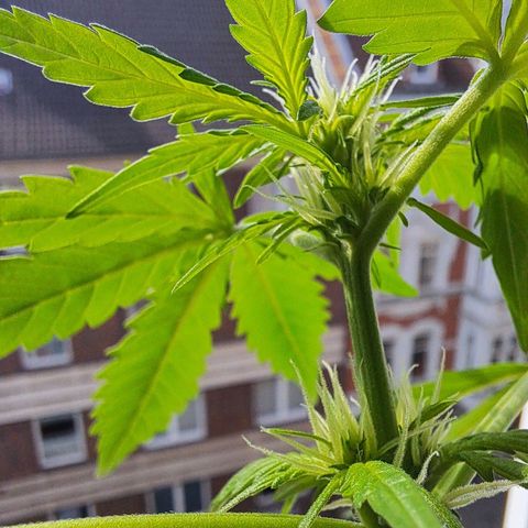 Amnesia Haze Automatic growlog timeline photo