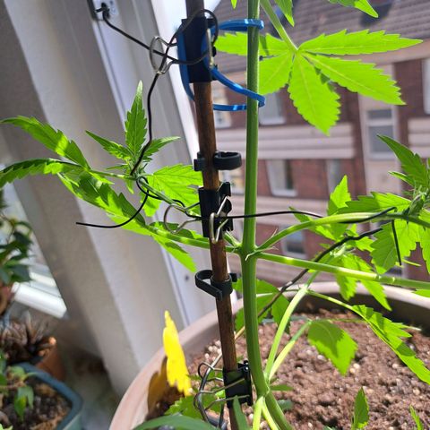 Amnesia Haze Automatic growlog timeline photo