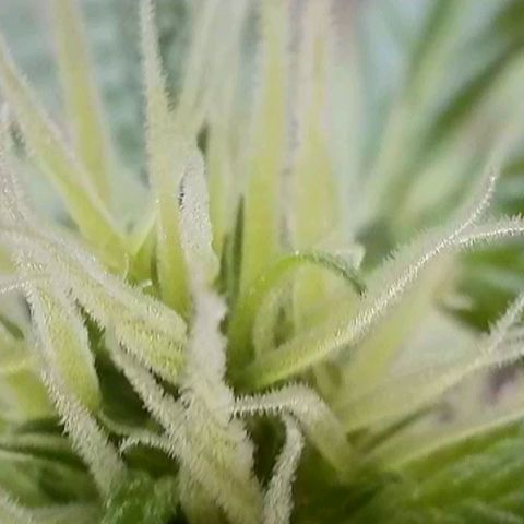 Amnesia Haze Automatic growlog timeline photo