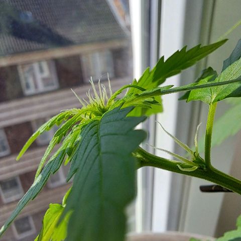 Amnesia Haze Automatic growlog timeline photo