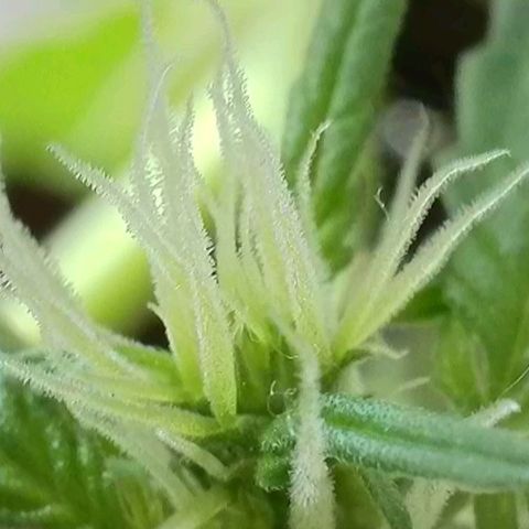 Amnesia Haze Automatic growlog timeline photo