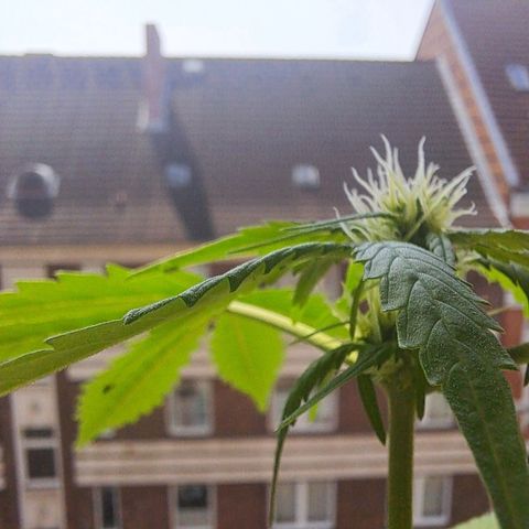 Amnesia Haze Automatic growlog timeline photo