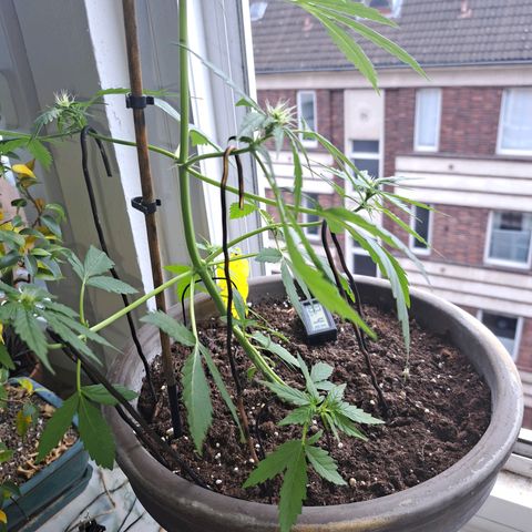 Amnesia Haze Automatic growlog timeline photo