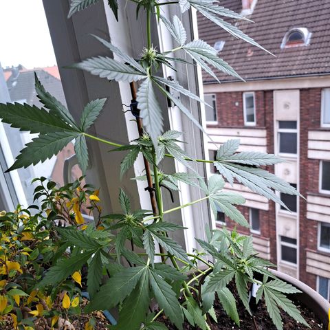 Amnesia Haze Automatic growlog timeline photo