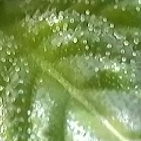 Amnesia Haze Automatic growlog timeline photo