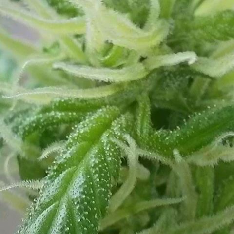 Amnesia Haze Automatic growlog timeline photo