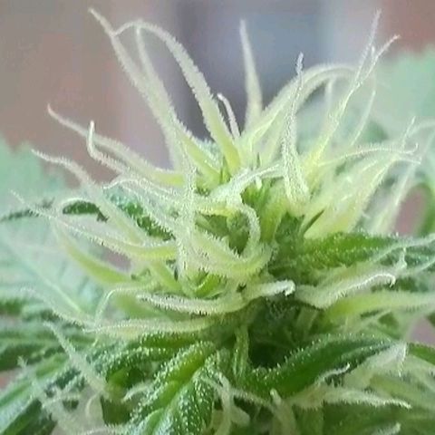 Amnesia Haze Automatic growlog timeline photo