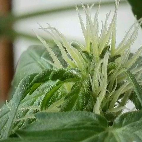 Amnesia Haze Automatic growlog timeline photo