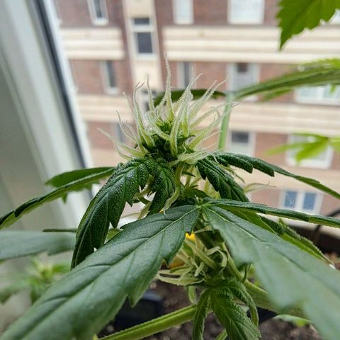 Amnesia Haze Automatic growlog timeline photo