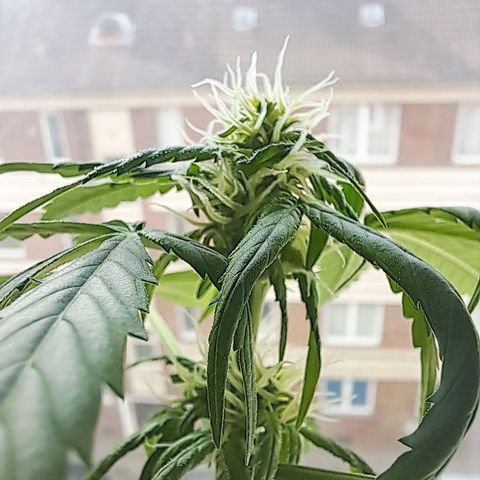 Amnesia Haze Automatic growlog timeline photo