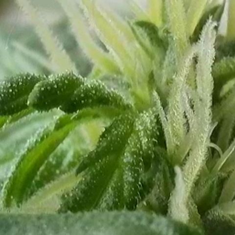 Amnesia Haze Automatic growlog timeline photo