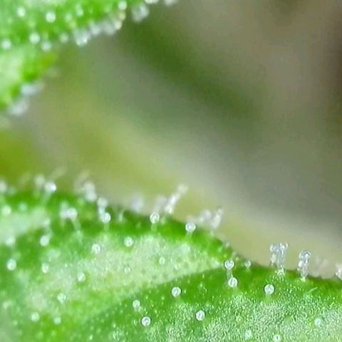 Amnesia Haze Automatic growlog timeline photo