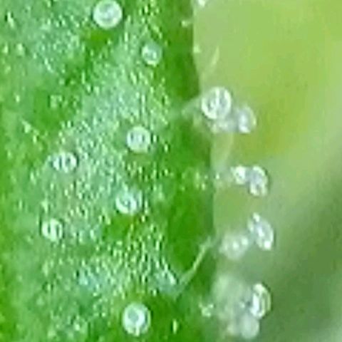 Amnesia Haze Automatic growlog timeline photo