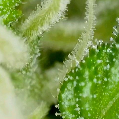 Amnesia Haze Automatic growlog timeline photo