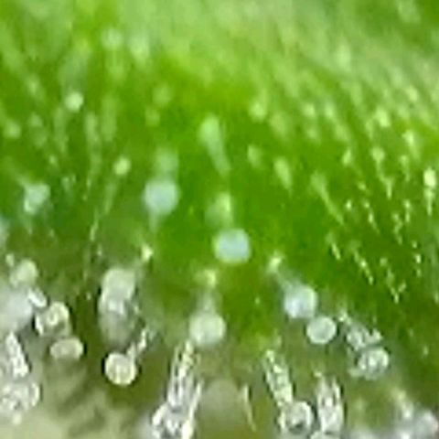 Amnesia Haze Automatic growlog timeline photo