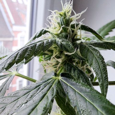 Amnesia Haze Automatic growlog timeline photo