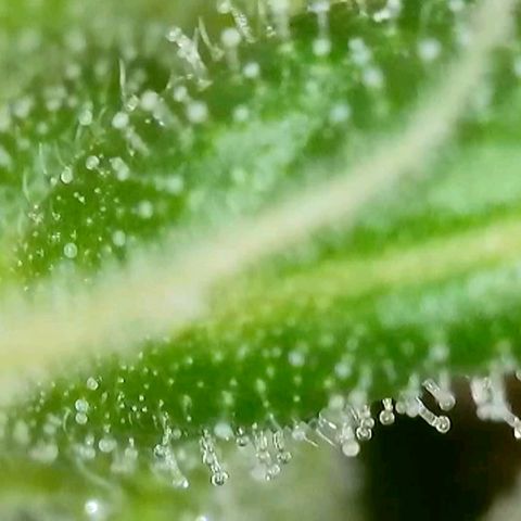 Amnesia Haze Automatic growlog timeline photo