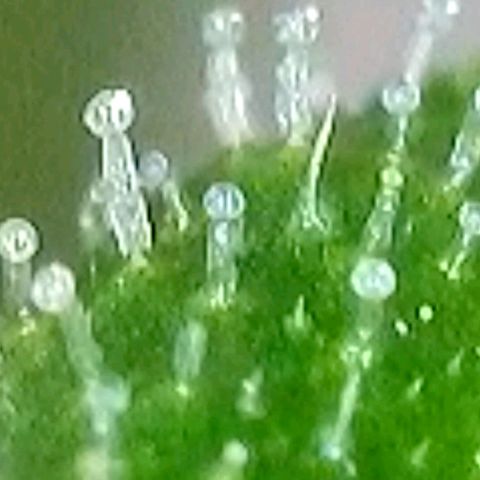 Amnesia Haze Automatic growlog timeline photo