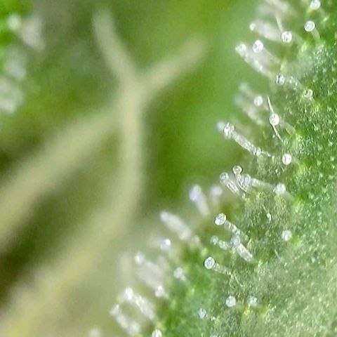 Amnesia Haze Automatic growlog timeline photo