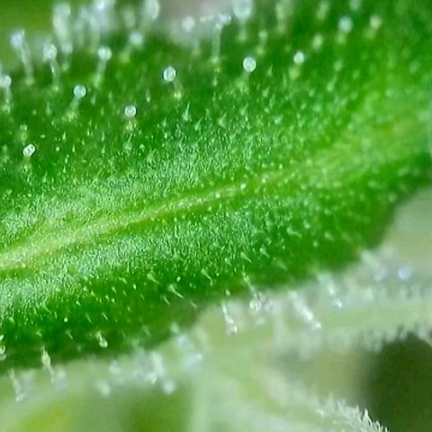 Amnesia Haze Automatic growlog timeline photo