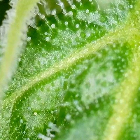 Amnesia Haze Automatic growlog timeline photo