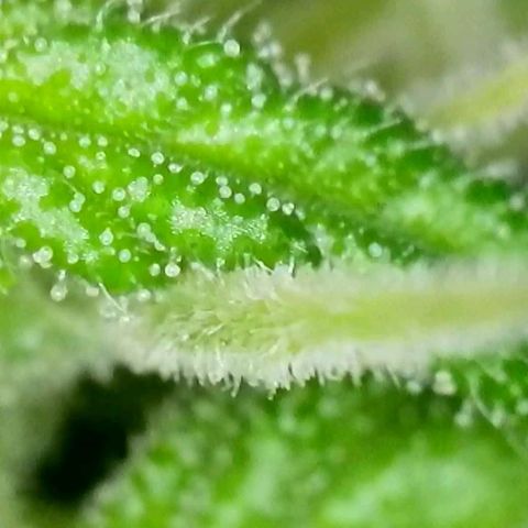 Amnesia Haze Automatic growlog timeline photo