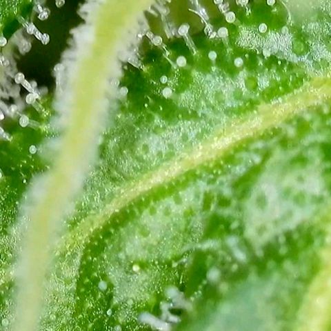 Amnesia Haze Automatic growlog timeline photo