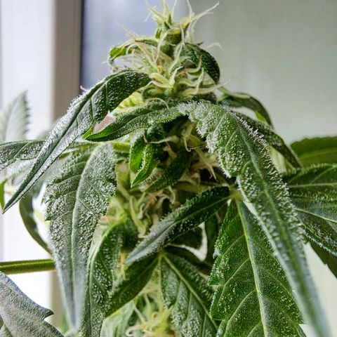 Amnesia Haze Automatic growlog timeline photo