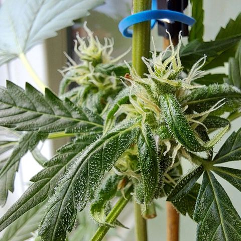 Amnesia Haze Automatic growlog timeline photo