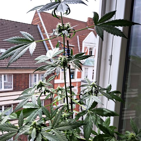 Amnesia Haze Automatic growlog timeline photo