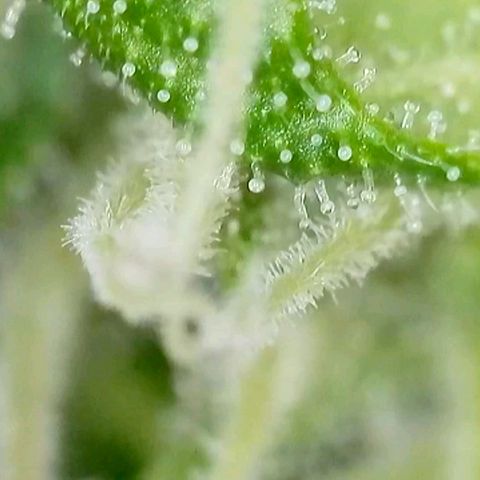 Amnesia Haze Automatic growlog timeline photo