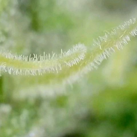 Amnesia Haze Automatic growlog timeline photo