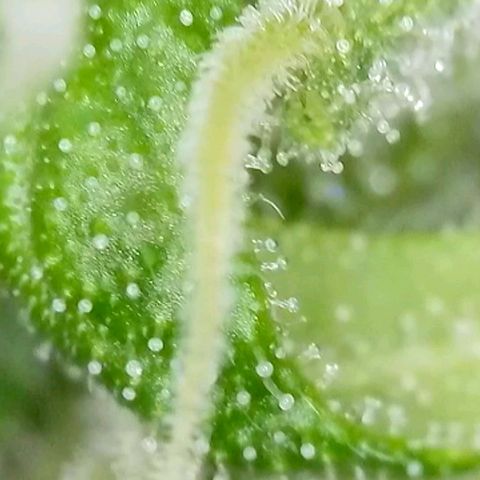 Amnesia Haze Automatic growlog timeline photo